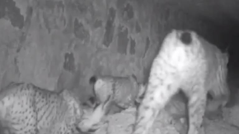 La lince Novata ya pasea con sus cachorros