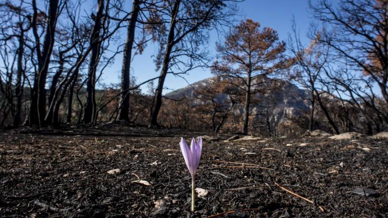 Un año desde que las llamas cubrieron Segura de la Sierra