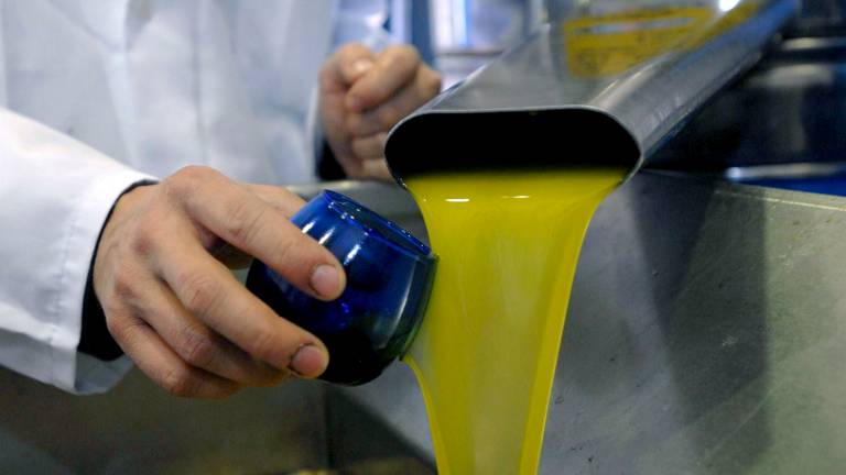 COAG estima que la provincia producirá menos de 500.000 toneladas de aceite