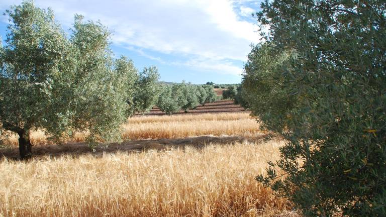 Cebada plantada ente olivares