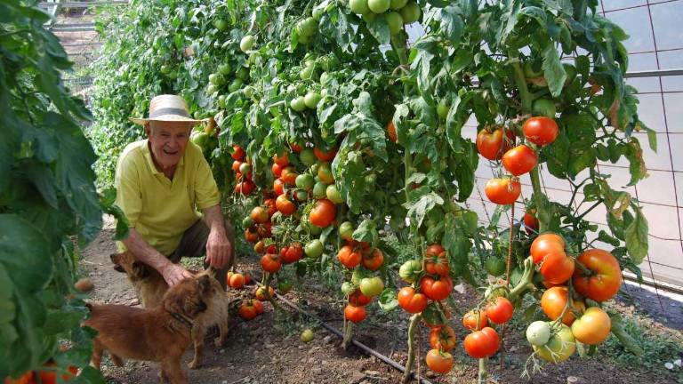 Los tomates de Enrique de Valdepeñas