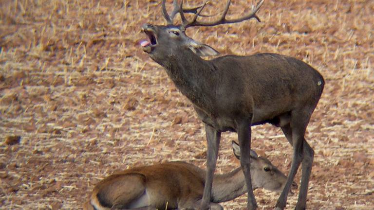 BERREA Un espectáculo que inunda las sierras en otoño