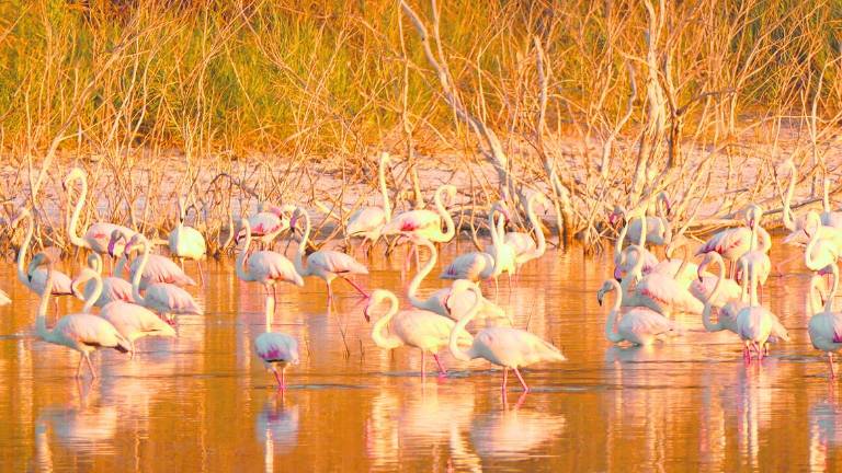 Flamencos en el olivar