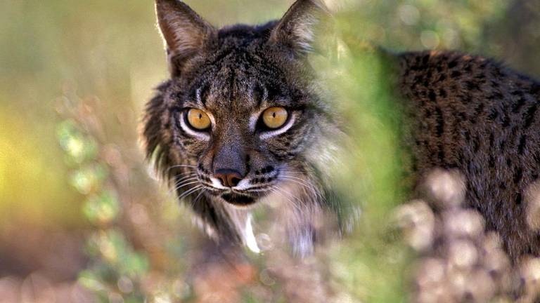 Muere atropellado un lince en una carretera de Vilches