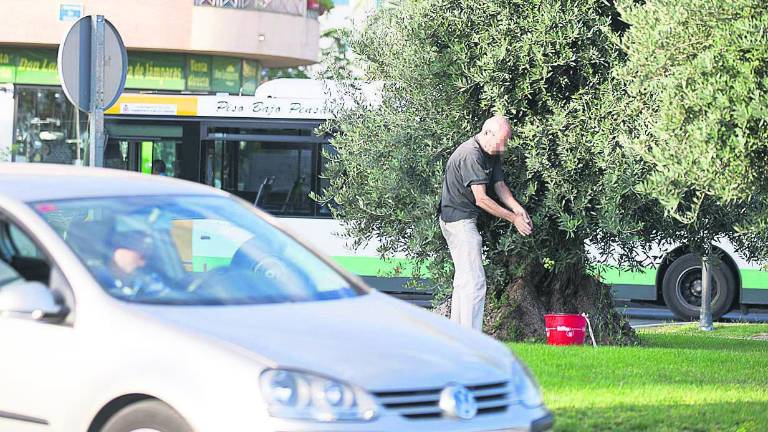 Los furtivos rondan rotondas y jardines en busca de aceitunas