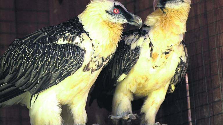 Censados 24 quebrantahuesos en distintos lugares de España