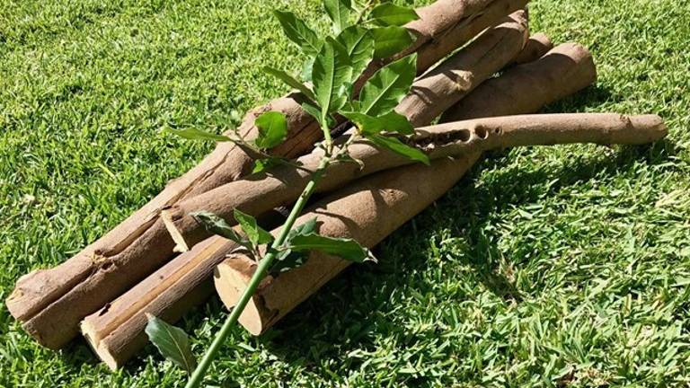 La madera del laurel impide la proliferación de bacterias perjudiciales en alimentos