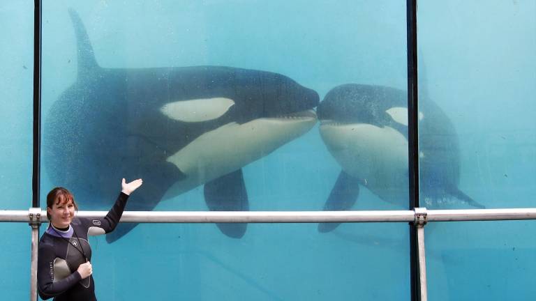 Animales marinos con encanto en el parque francés de Marineland