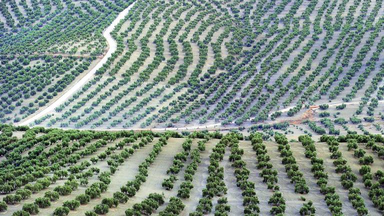 Más competitividad en el olivar