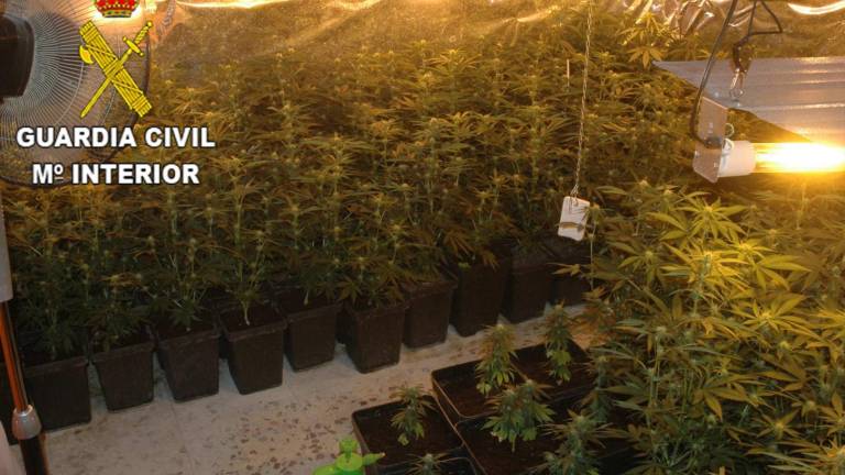 Tres detenidos por cultivo y venta de marihuana al menudeo