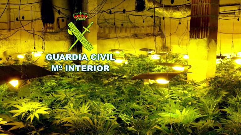 La Guardia Civil interviene un laboratorio con 533 plantas de marihuana en Pozo Alcón