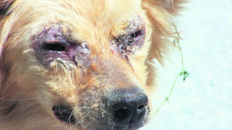 Un hogar para los “desvalidos”