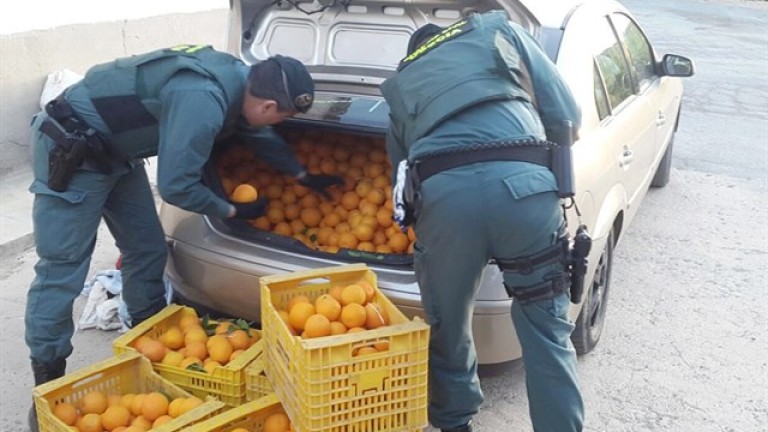 “Cazados” con más de 2.000 kilos de naranjas robadas en el coche