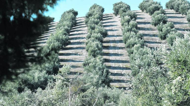 La Junta tasa en 272,1 millones las pérdidas con la nueva PAC