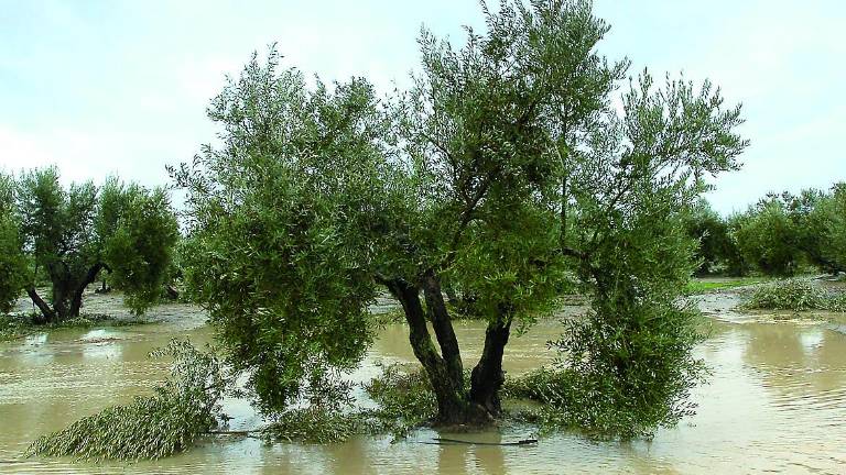 Los olivareros aún tienen demasiada fe en el cielo