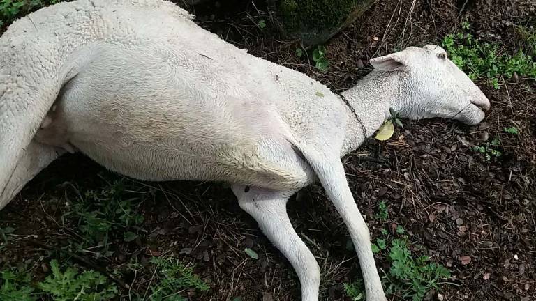 La lluvia provoca importantes bajas por muerte en la ganadería de la provincia