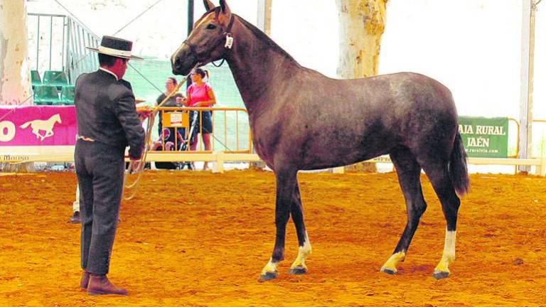 El “pura raza” cautiva a la provincia