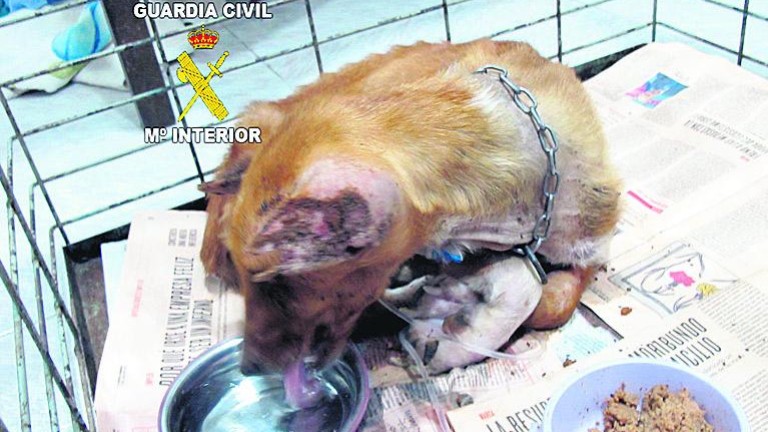 La Guardia Civil investiga un posible maltrato animal