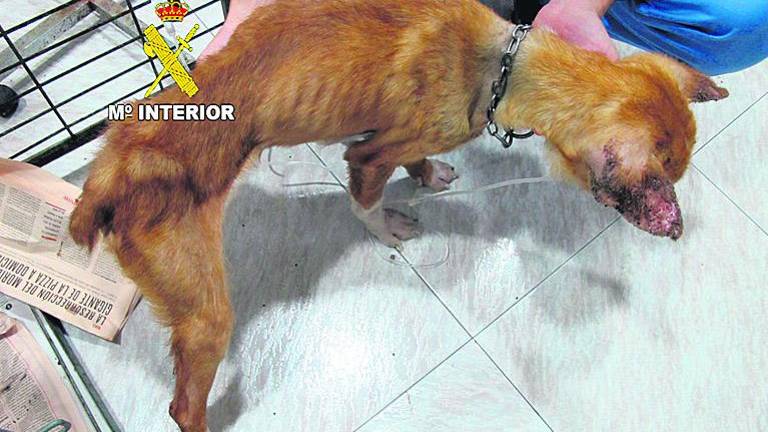 La Guardia Civil investiga un posible maltrato animal