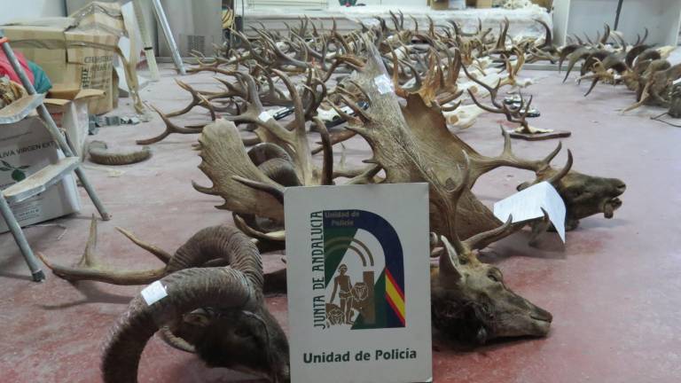 Localizada una nave en La Carolina dedicada a práctica ilegal de la taxidermia