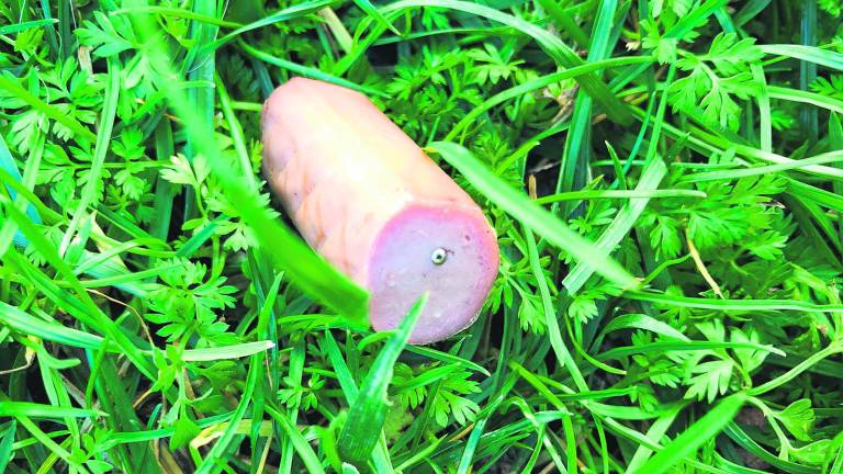 Hallan cebos “mataperros” en parques públicos