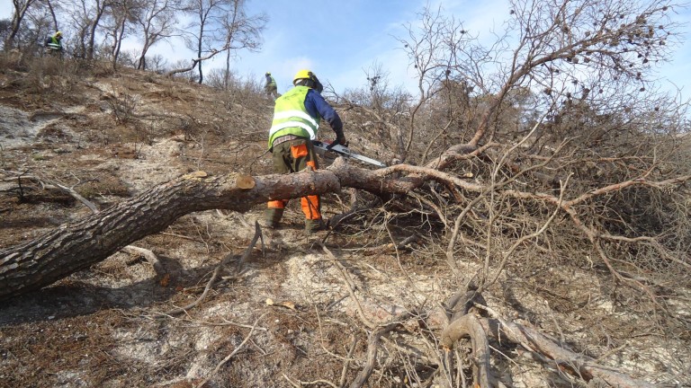 Freno a la erosión en la zona afectada por el fuego de 2015