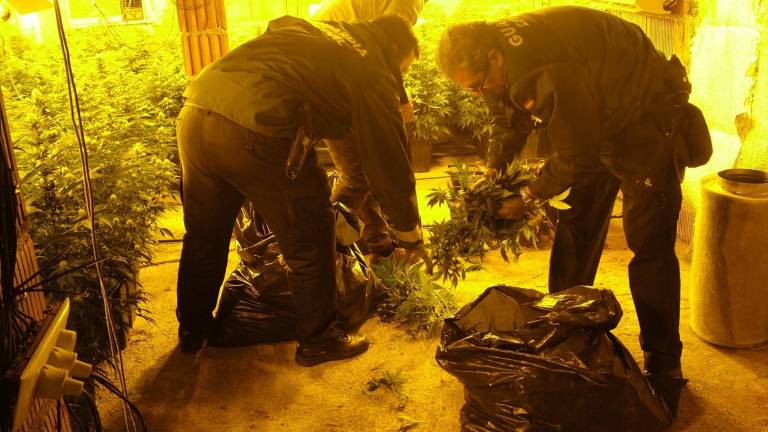 Un detenido y 515 plantas de marihuana intervenidas en Linares