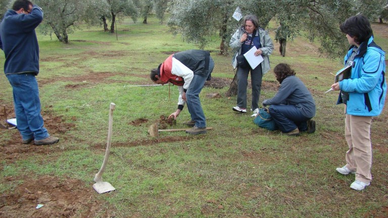 La UJA estudia cómo mejorar el suelo del olivar tras el mal uso de los herbicidas