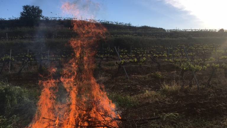 Noches de fuego en las viñas