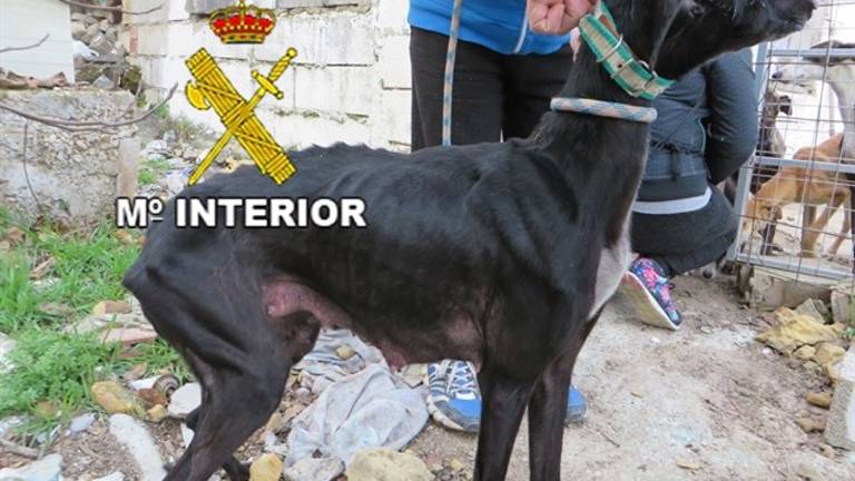 Rescatan 14 galgos, nueve de ellos cachorros, abandonados en un cercado de Úbeda