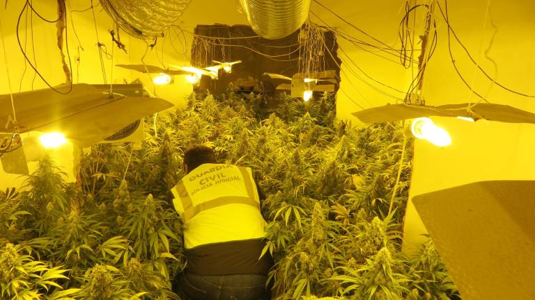 Noventa civiles para “segar” marihuana en Pozo Alcón