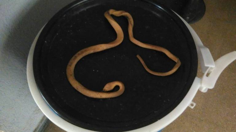 Los Bomberos capturan una serpiente que resulta ser de goma