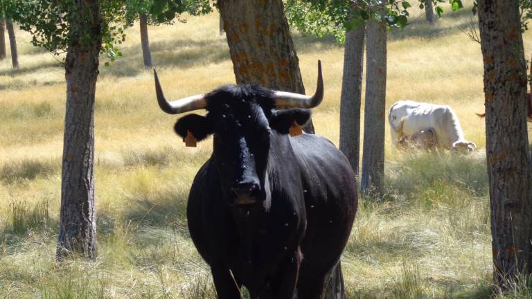 El camino de los rebaños