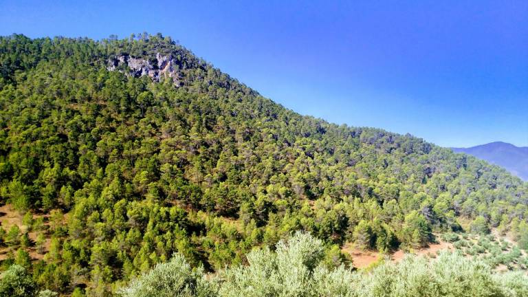 Controles para combatir la mosca del olivo en Segura