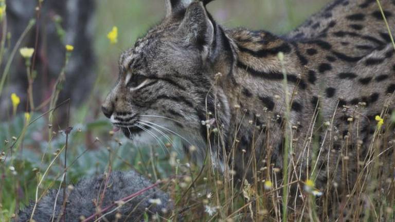 Muere en Bailén otro lince hembra atropellado