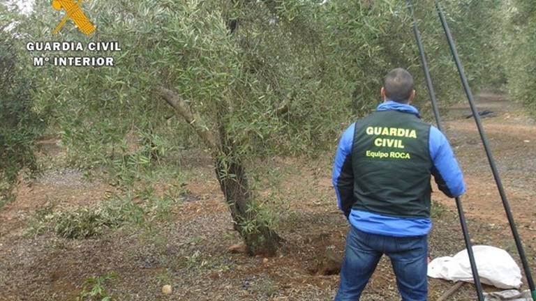 Tres investigados por el robo de más de 10 toneladas de aceituna