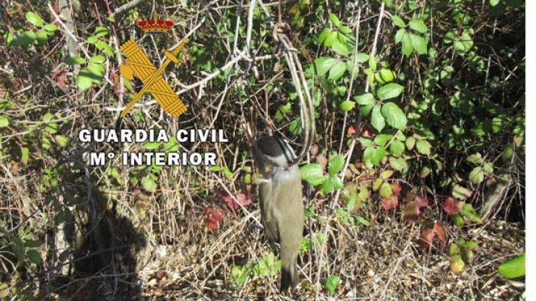 Investigado un marteño por cazar aves con artes prohibidas