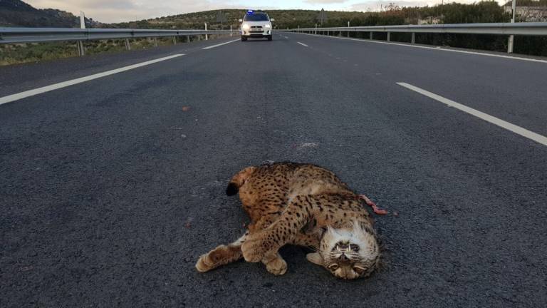 Un lince ibérico, atropellado en la autovía del Olivar en Torredelcampo