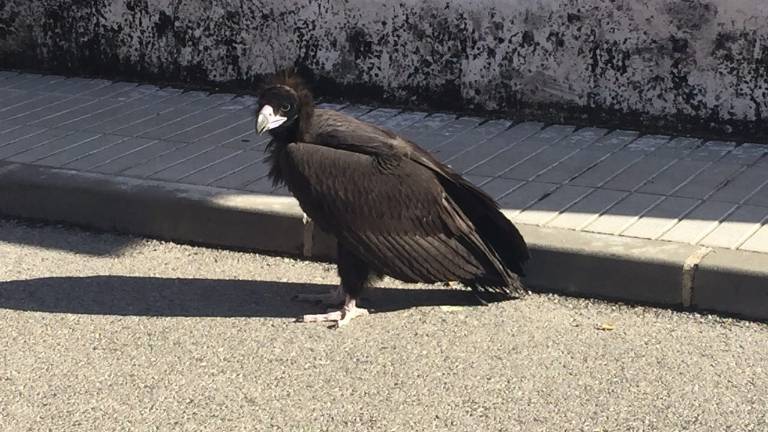 Recuperado un buitre negro
