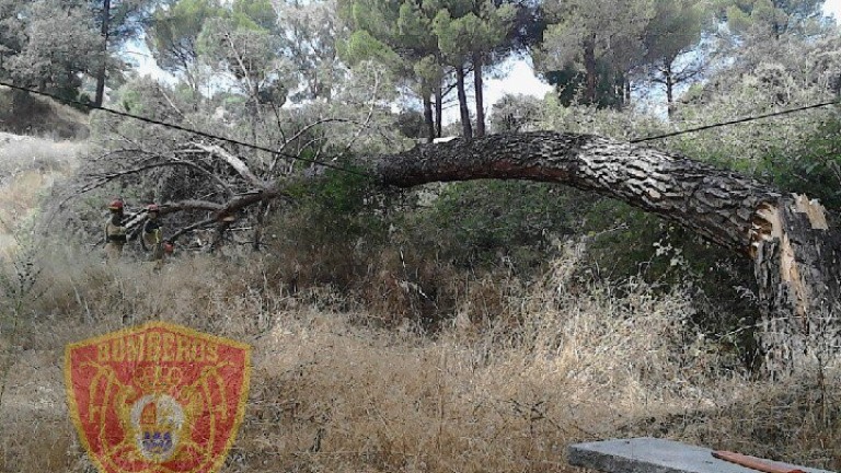 Un árbol impacta sobre un cable