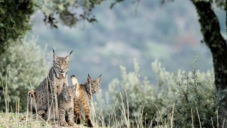 El celo del lince, el comienzo de una nueva vida