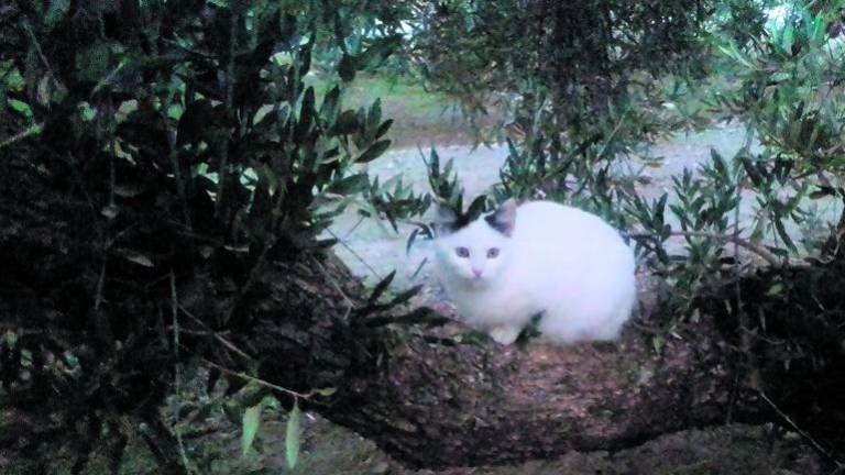 Gatos cerca del cementerio