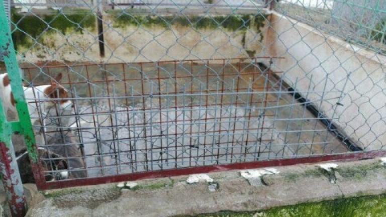 Plazo de 15 días arreglar la perrera de Jaén