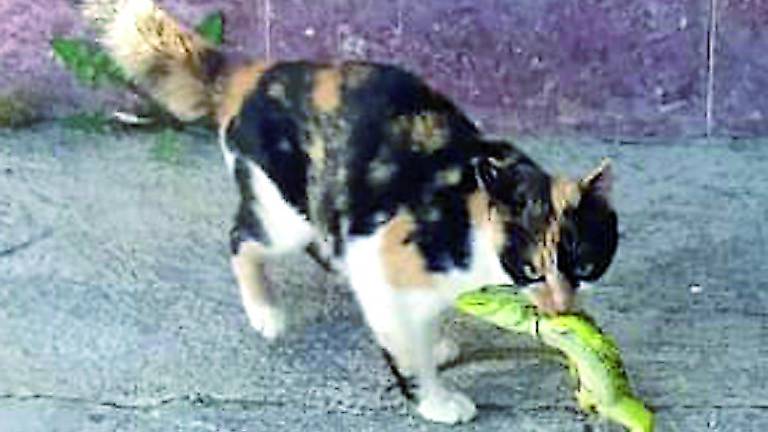 Una gata caza un lagarto de gran tamaño en Villalobos