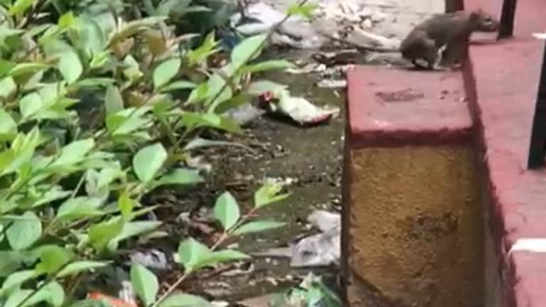Ratas en pleno centro de la ciudad
