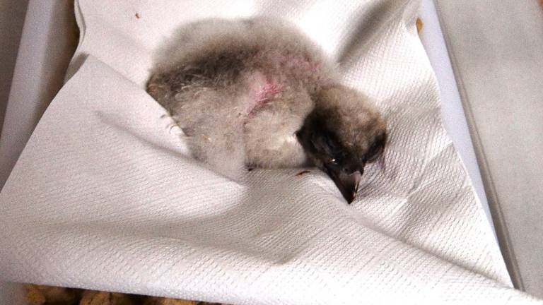 Nace Gila, el segundo pollo de quebrantahuesos