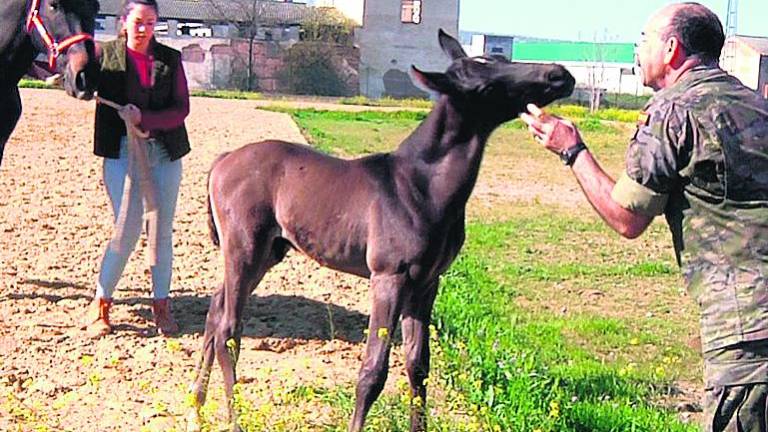 Presencia de sementales en el recinto de la parada militar de Cría Caballar