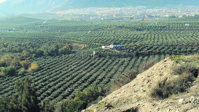 La Consejería de Medio Ambiente respalda el olivar