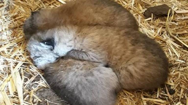 Nacen las primeras camadas de lince en libertad