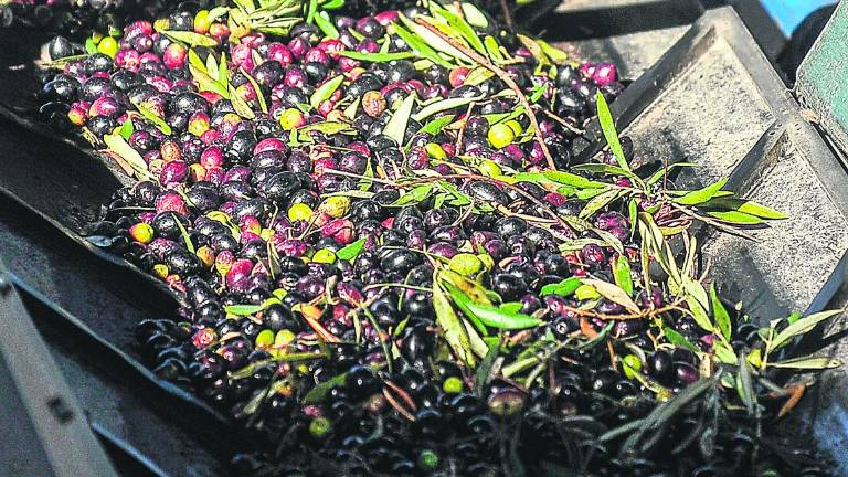 El segundo pago de las ayudas de la PAC dejará 159,4 millones de euros